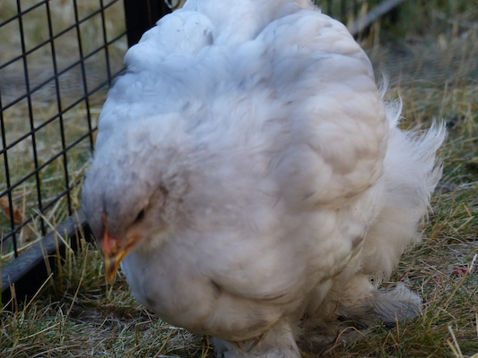 P1060105 (06-25-2016 09:40)