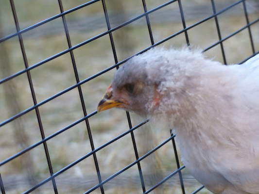 P1060106 (06-25-2016 09:40)