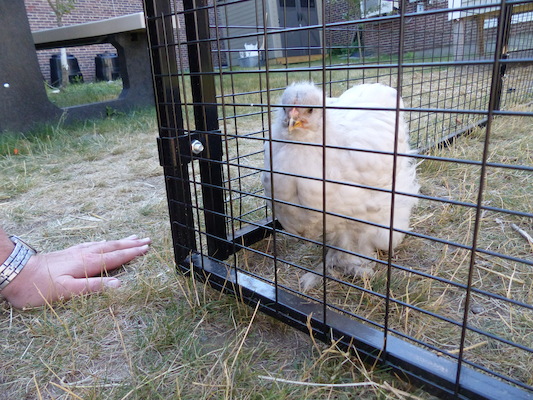 P1060107 (06-25-2016 09:40)