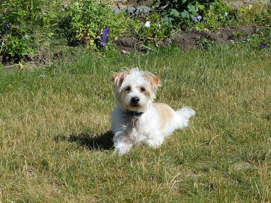 P1060109 (06-25-2016 09:41)