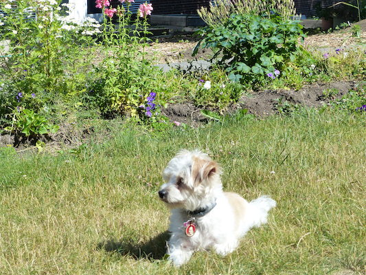 P1060110 (06-25-2016 09:41)