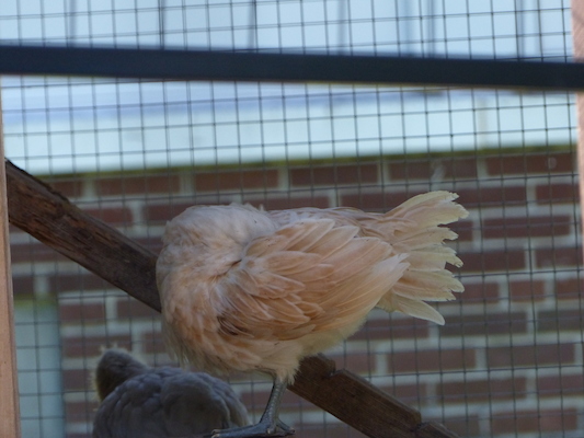 P1060111 (06-25-2016 09:42)