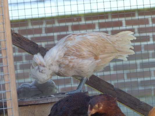 P1060112 (06-25-2016 09:42)