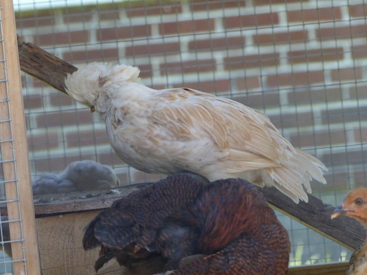 P1060113 (06-25-2016 09:42)