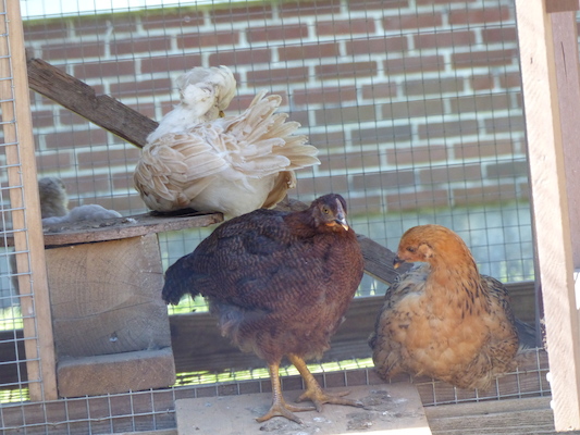 P1060114 (06-25-2016 09:42)