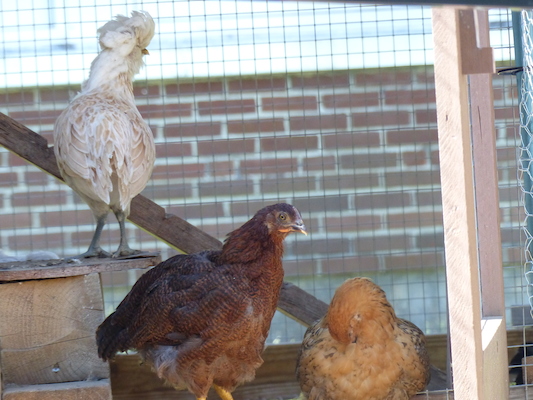 P1060115 (06-25-2016 09:42)