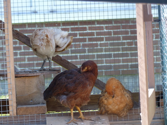 P1060116 (06-25-2016 09:42)