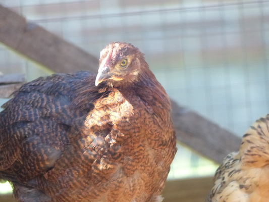 P1060117 (06-25-2016 09:42)