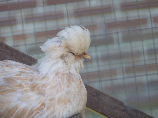 P1060118 (06-25-2016 09:43)