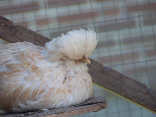 P1060119 (06-25-2016 09:43)