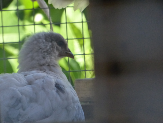 P1060120 (06-25-2016 09:44)