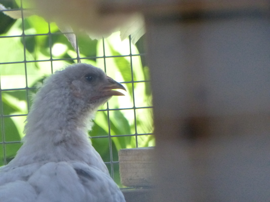 P1060121 (06-25-2016 09:44)