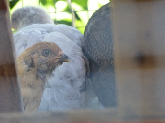 P1060122 (06-25-2016 09:44)