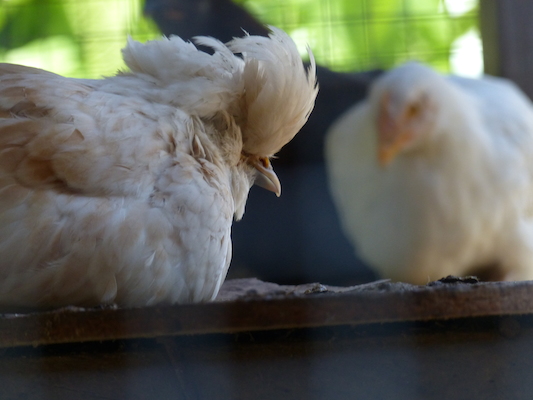 P1060123 (06-25-2016 09:45)