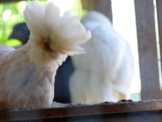 P1060125 (06-25-2016 09:45)