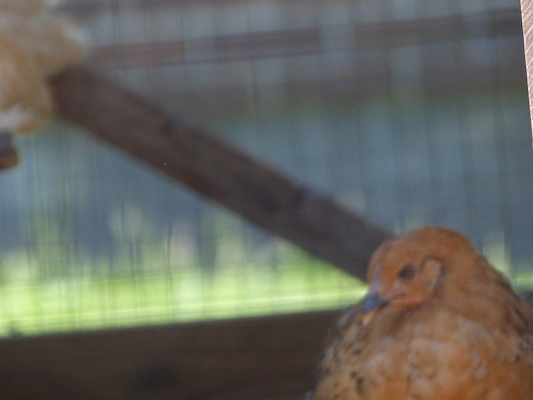 P1060127 (06-25-2016 09:47)