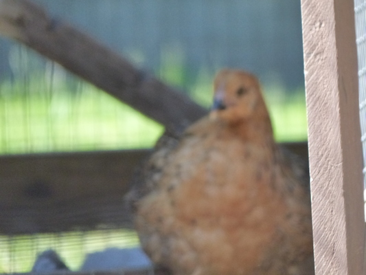 P1060128 (06-25-2016 09:47)