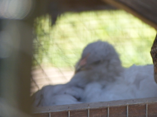 P1060129 (06-25-2016 09:47)