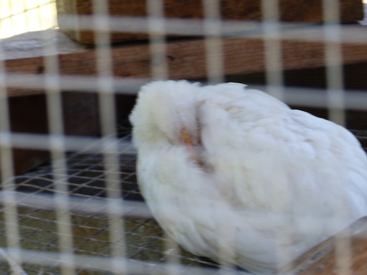 P1060130 (06-25-2016 09:48)