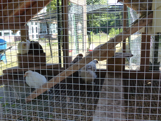 P1060131 (06-25-2016 09:48)