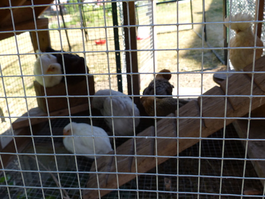 P1060132 (06-25-2016 09:48)