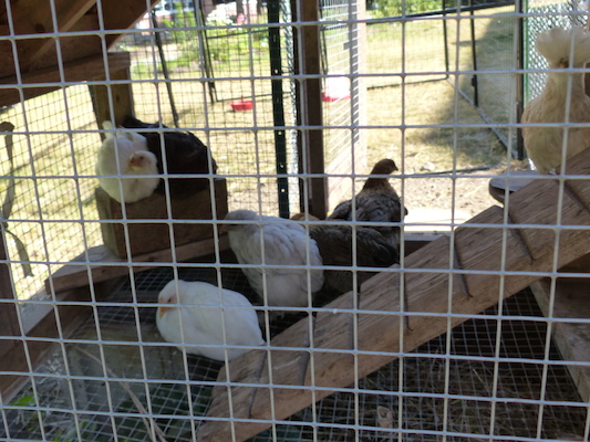 P1060133 (06-25-2016 09:48)