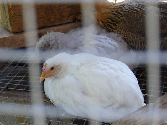 P1060134 (06-25-2016 09:49)