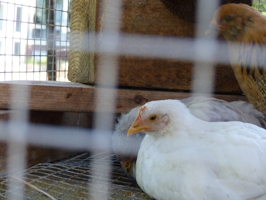 P1060135 (06-25-2016 09:49)