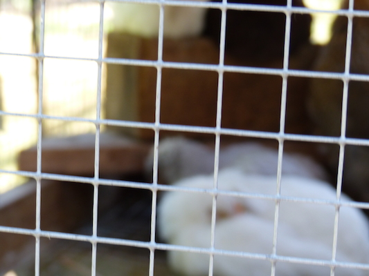 P1060136 (06-25-2016 09:49)