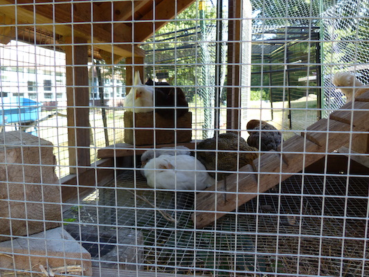 P1060137 (06-25-2016 09:49)