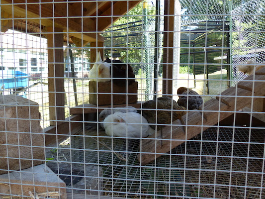 P1060138 (06-25-2016 09:49)