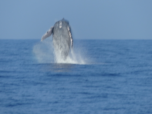 P1060391 (02-17-2017 15:19)