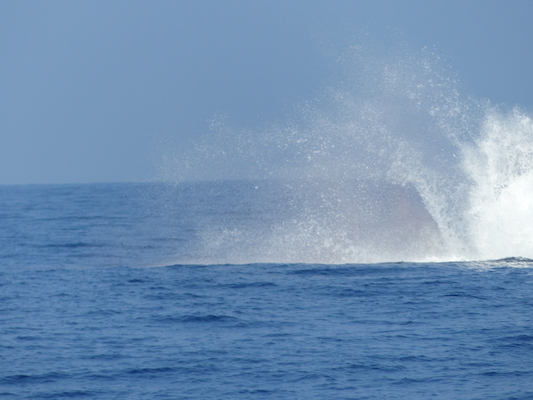 P1060392 (02-17-2017 15:19)