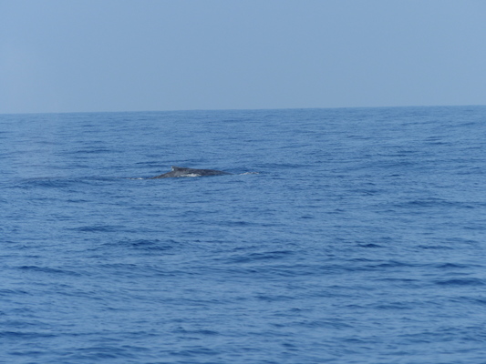 P1060394 (02-17-2017 15:20)