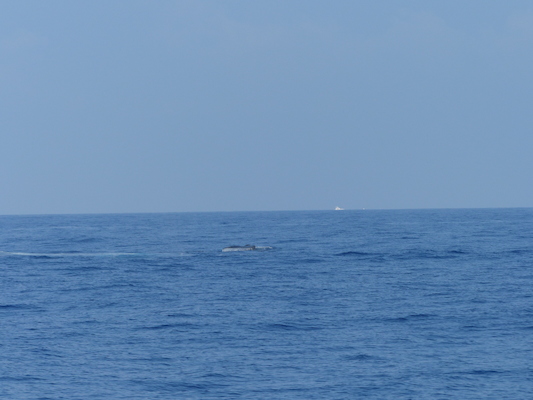 P1060396 (02-17-2017 15:22)