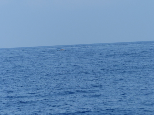 P1060397 (02-17-2017 15:24)