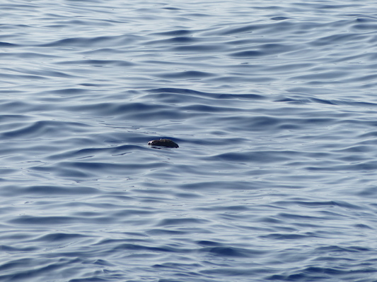 P1060413 (02-17-2017 15:53)