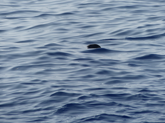 P1060414 (02-17-2017 15:53)