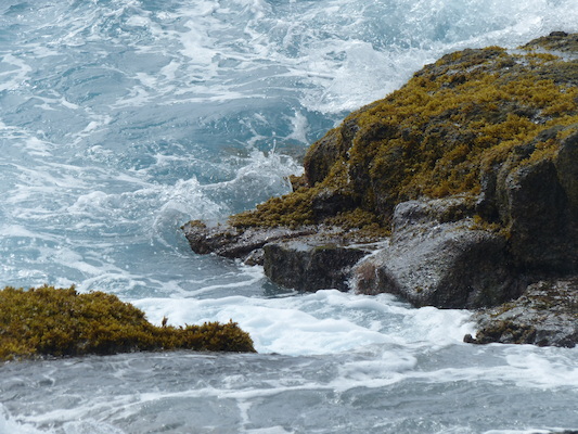 P1060502 (02-18-2017 12:43)