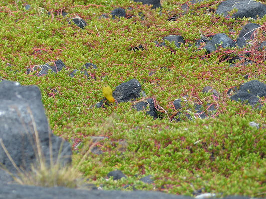 P1060525 (02-18-2017 12:51)