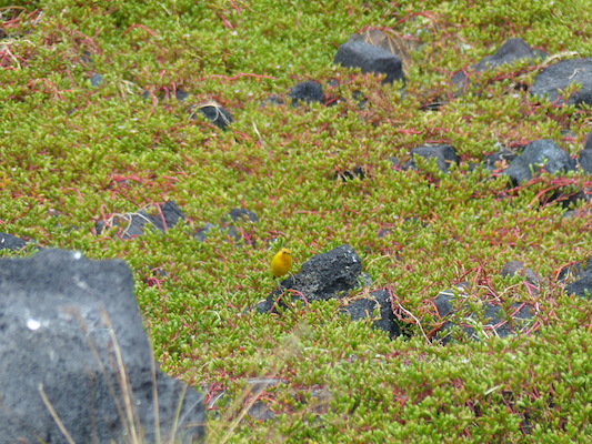 P1060526 (02-18-2017 12:51)