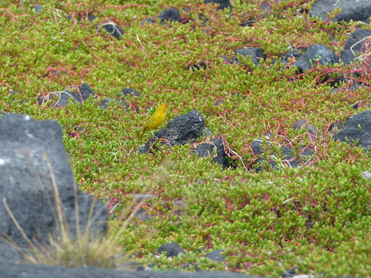 P1060527 (02-18-2017 12:51)