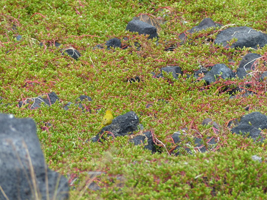 P1060528 (02-18-2017 12:51)