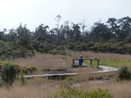 P1060580 (02-19-2017 10:17)