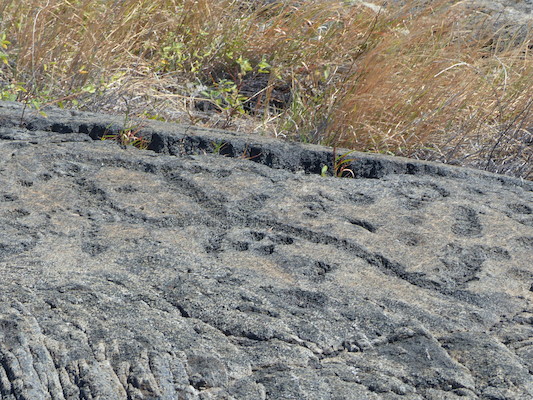 P1060608 (02-19-2017 12:29)