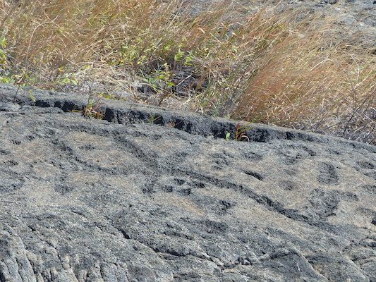 P1060609 (02-19-2017 12:29)