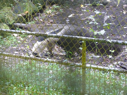 P1060626 (02-20-2017 10:41)