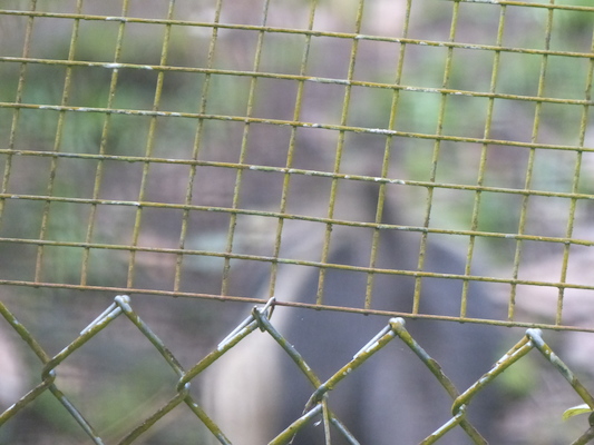 P1060628 (02-20-2017 10:42)