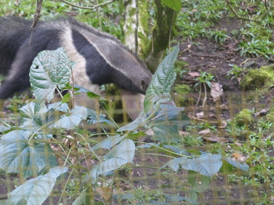 P1060629 (02-20-2017 10:43)