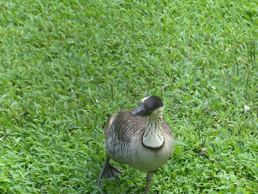 P1060632 (02-20-2017 10:44)